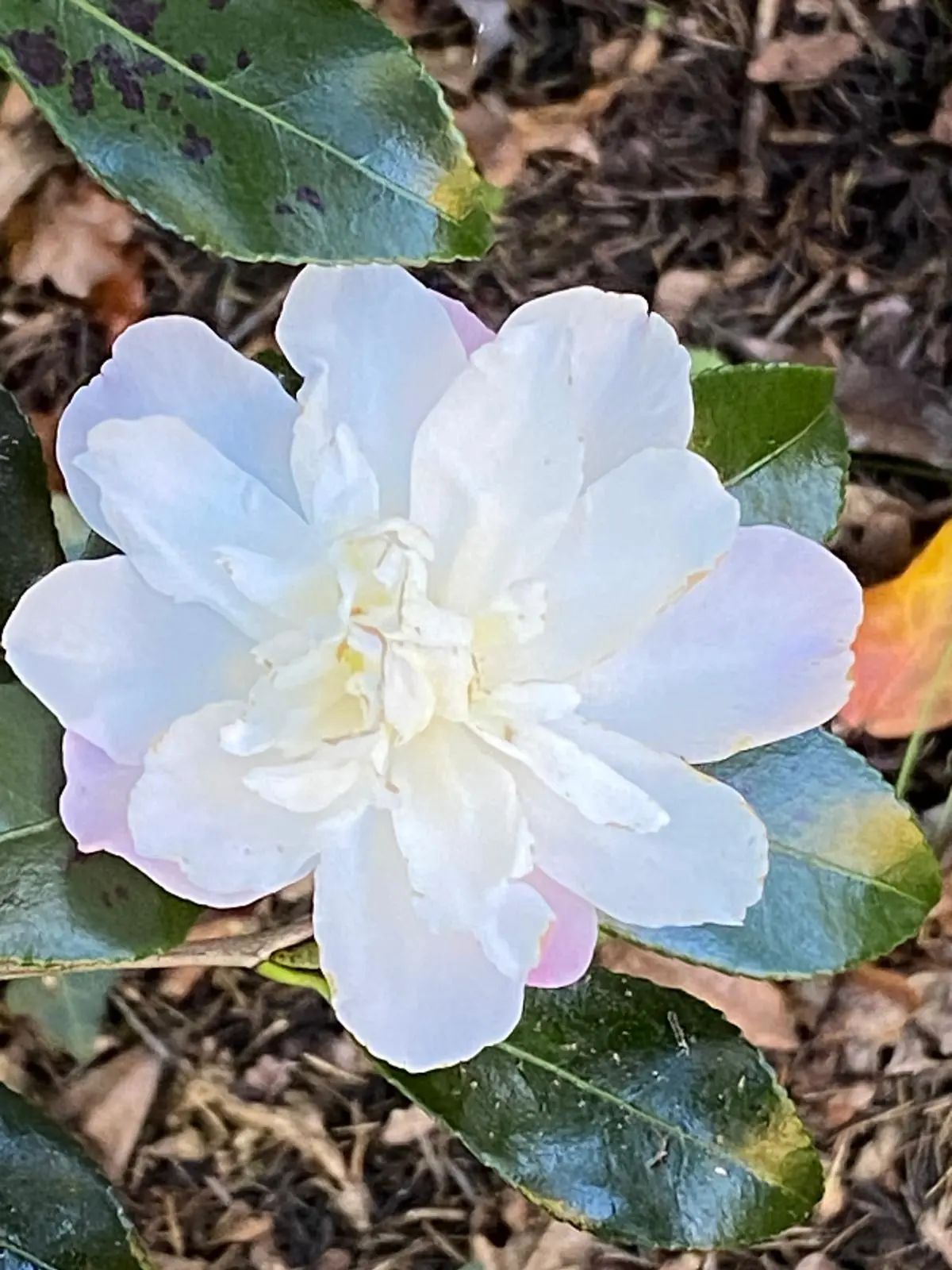 close-up of Camellia sasanqua Pure Silk flower
