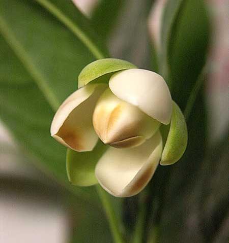 michelia coco magnolia bud