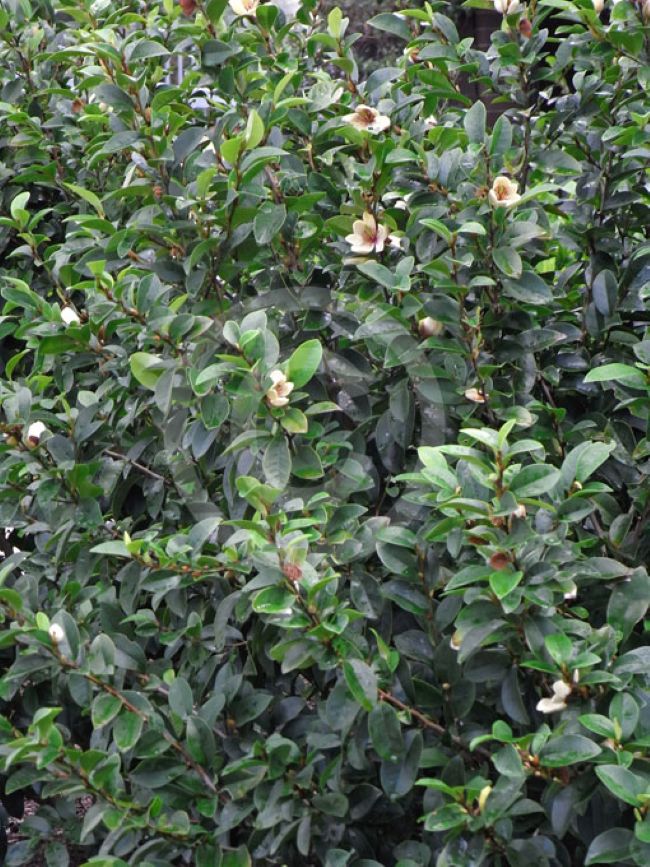 michelia coco magnolia shrub in flower