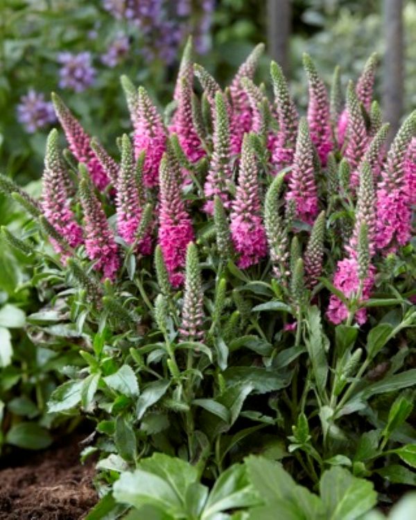 Veronica pink plant in flower speedwell pink
