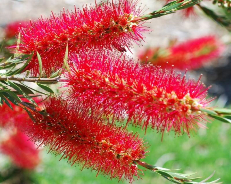 close-up of callistemon cherry time flowers