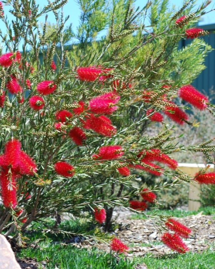 callistemon cherry time bush