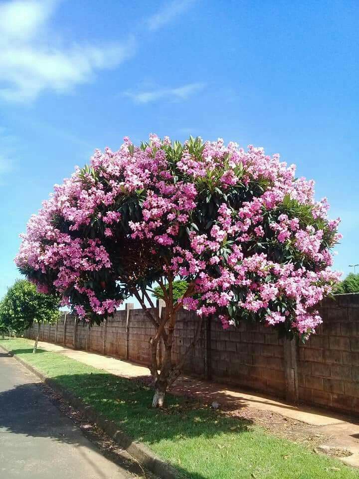 tibouchina kathleen tree
