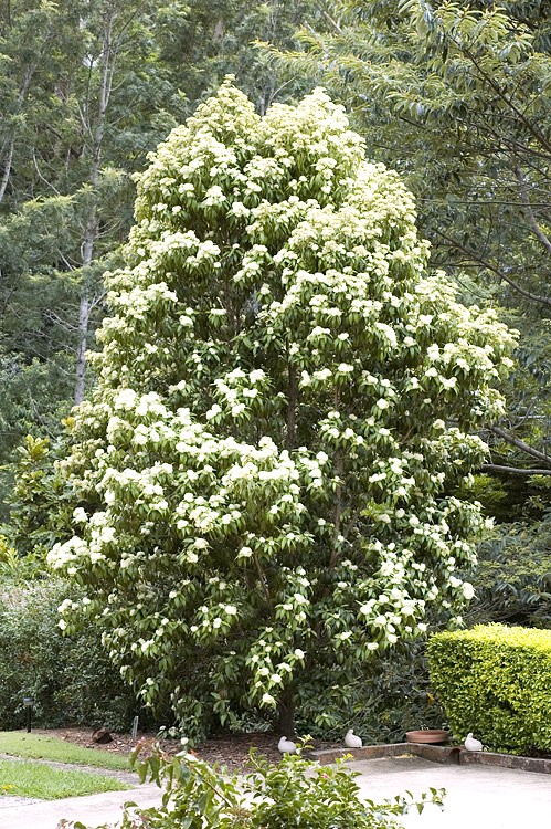 Cinnamon Myrtle (Backhousia myrtifolia) tree