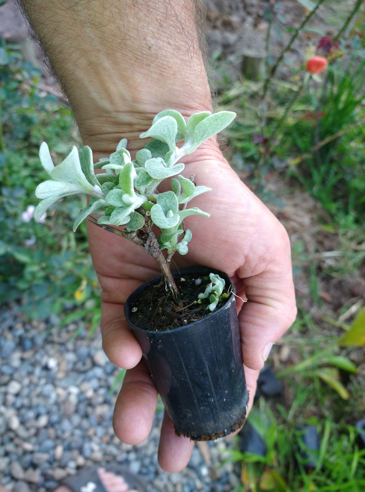Licorice Plant