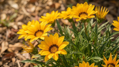 Gazania Yellow